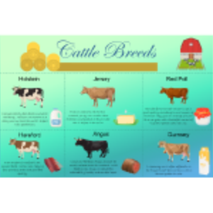 Cattle Breeds thumb